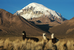 Bolivia Bolivia