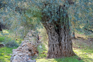 Palestine