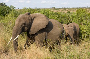 South Africa